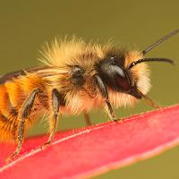 Red Mason Bee 1 